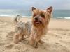 Yorkshire na praia