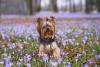 Yorkshire em campo com flores roxas