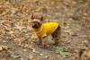 Yorkshire com casaquinho amarelo