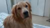 Golden Retriever em cima da cama