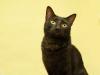 Zorrro é um dos gatinhos disponíveis para ser adotado na Gatópoles
