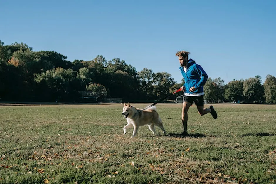 Refeição caseira para cachorro: veja dicas de como fazer, Como Será -  Interatividade