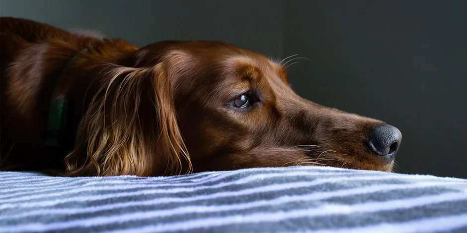 Refeição caseira para cachorro: veja dicas de como fazer, Como Será -  Interatividade