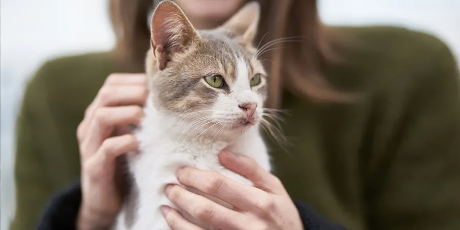 Como deixar seu gatinho mais calmo em casa: 10 dicas infalíveis