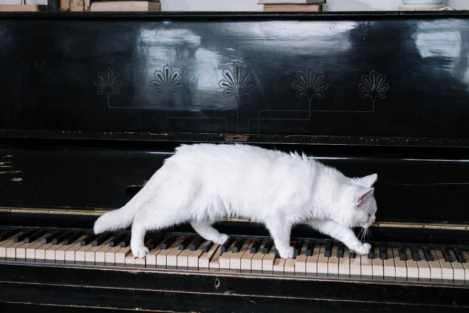 musica-gatos.jpg