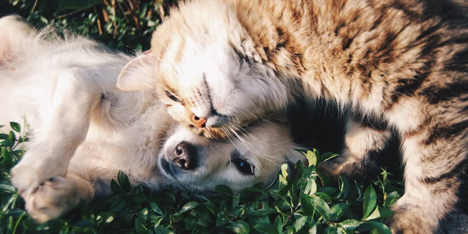 purina-cao-e-gato-podem-viver-juntos.jpg