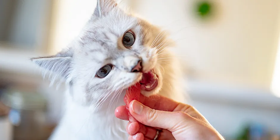 purina-felix- estimular-o-apetite-do-seu-gato-com-alimentos-de-diferentes-texturas.jpg