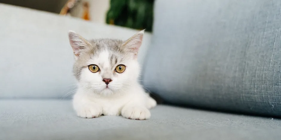 Quantos gatos você viu na imagem? Nessa fase existem 5 gatinhos espal