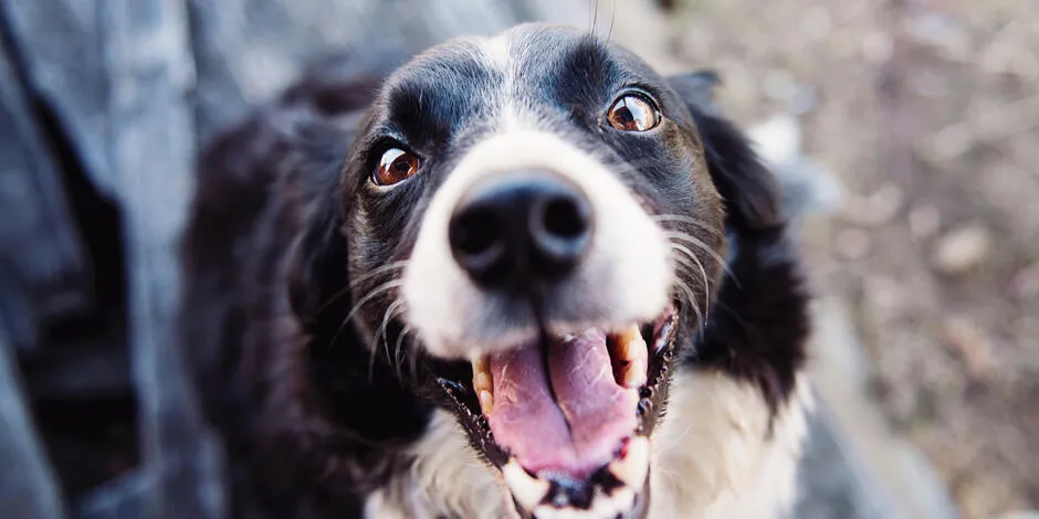 Direitos dos Animais - Direitos dos Animais