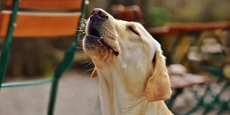 purina-cao-uivando-saiba-por-que-os-cachorros-uivam.jpg