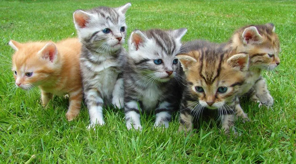 gatinhosbebes 