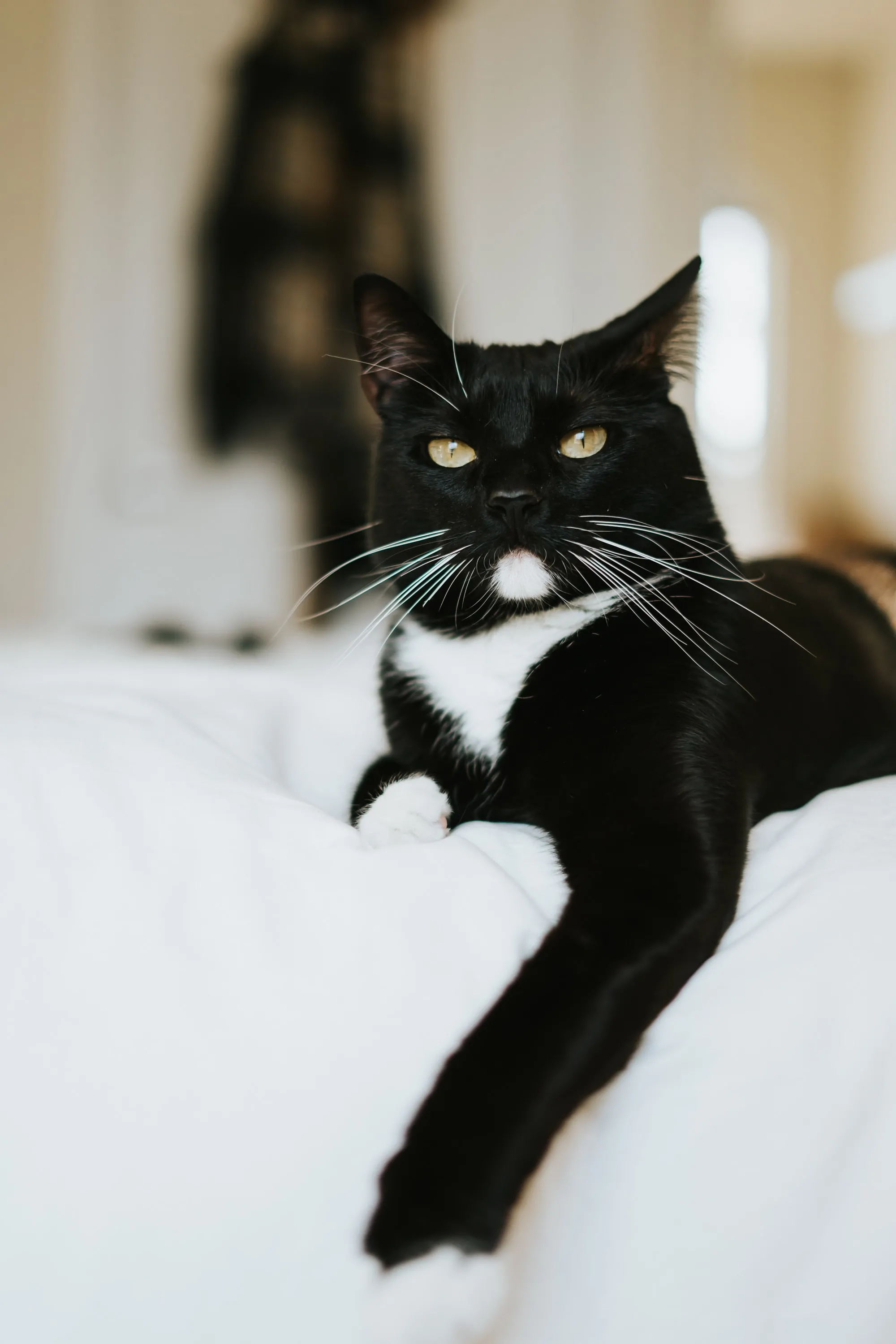 Pare tudo o que está fazendo e veja esse gatinho bebendo água em