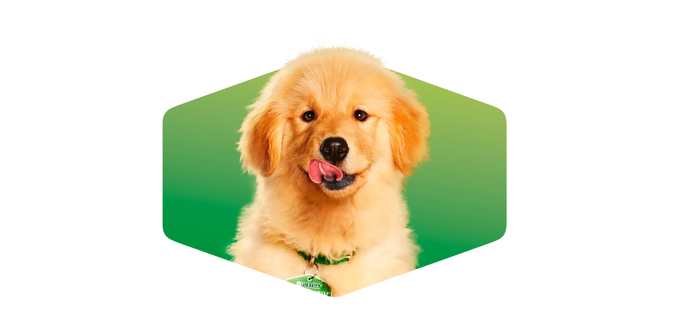 purina-dog-chow-suscripcion-newsletter.png.webp