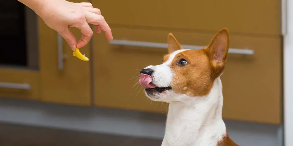 Cachorro de raça pequena se lambendo por causa de um pedaço de limão em uma mão humana