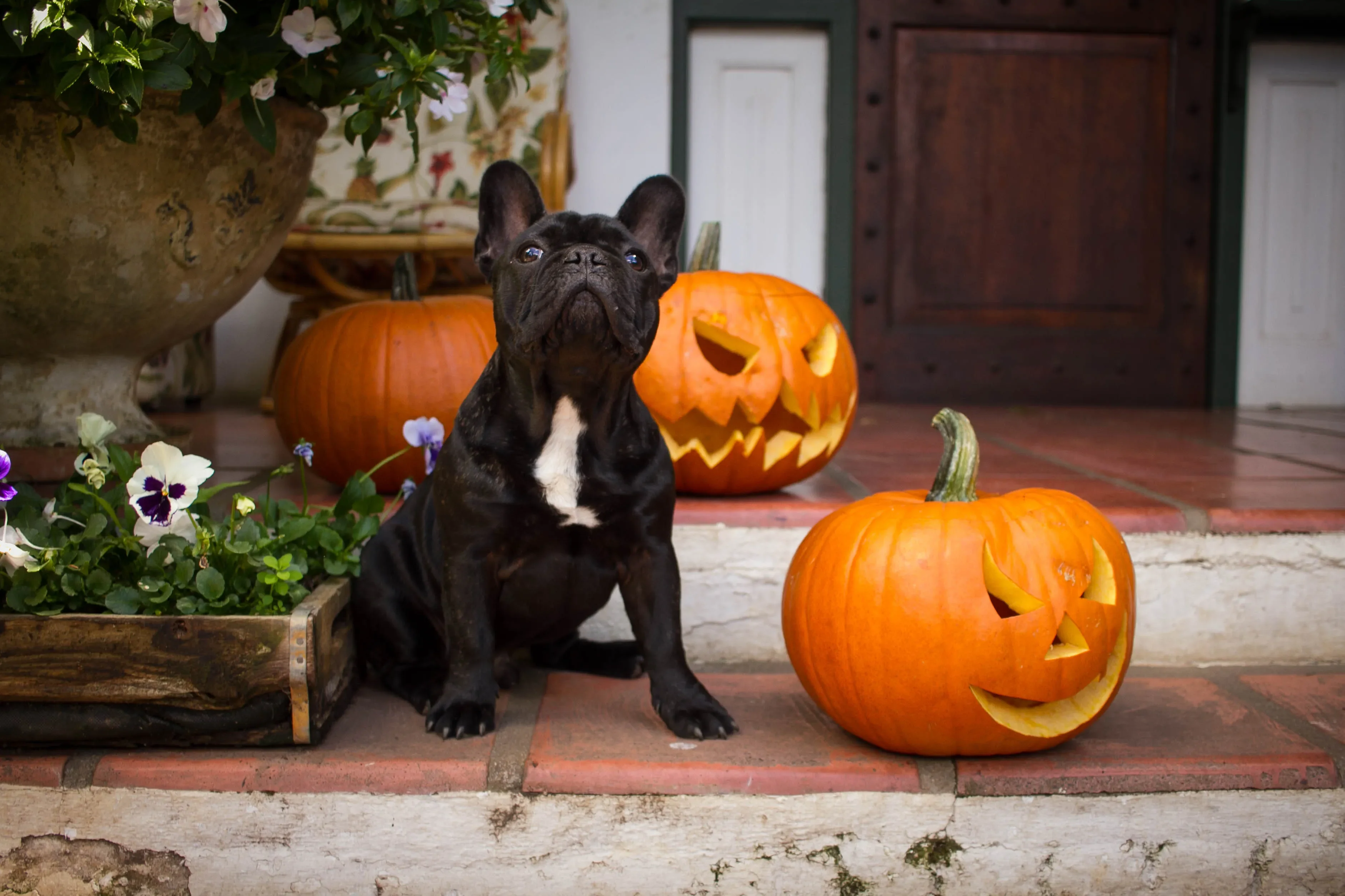 Fantasias para cachorros como este buldogue francês, preto com peito branco, sentado junto a três abóboras que fazem parte dos enfeites para o Halloween. 