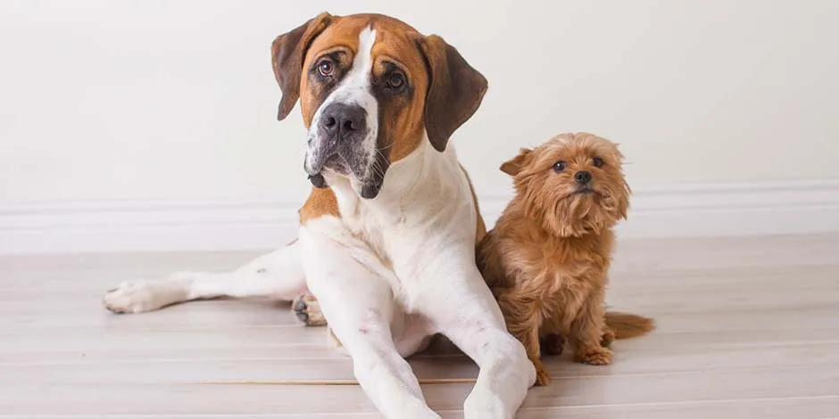 Cachorro de raça grande boxer deitado com um cachorro pequeno