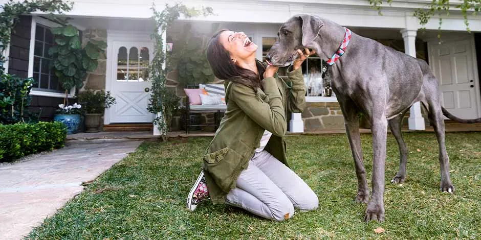 Dogue-alemão com sua dona.