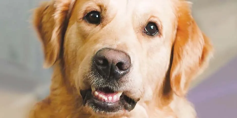 Cachorro de raça grande labrador olhando para a câmera.