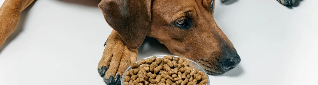 Chocolate para cachorros. Cão de raça de porte médio deitado e dodói