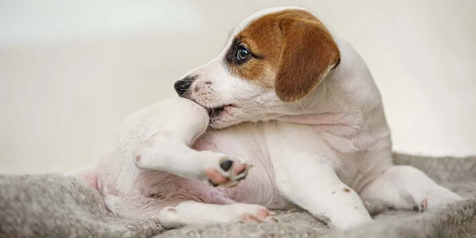 Jack Russell se mordendo ele mesmo por possíveis ferimentos causados por parasitas. Para evita-lo um veterinário colocará um colar elizabetano nele. 