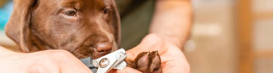 Cuidado da higiene de um cachorro Labrador marrom com ações como cortar as unhas de cachorro.