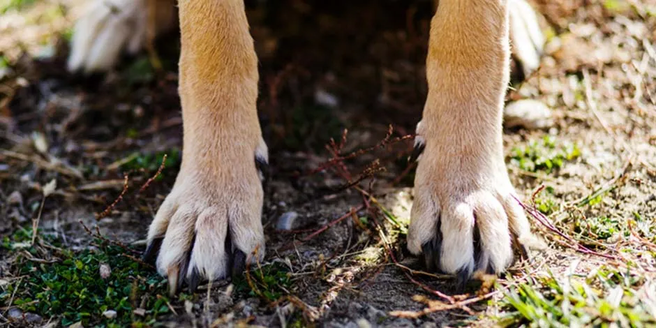 Patas de cão onde podem se ver suas garras. Aprenda como cortar unhas de cachorro e a importância de fazê-lo. 