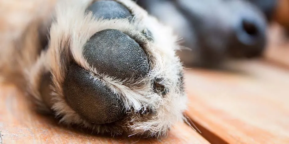 Patinhas pretas de cão. Cuide da saúde das patinhas com cuidados como cortar unhas de cachorro.