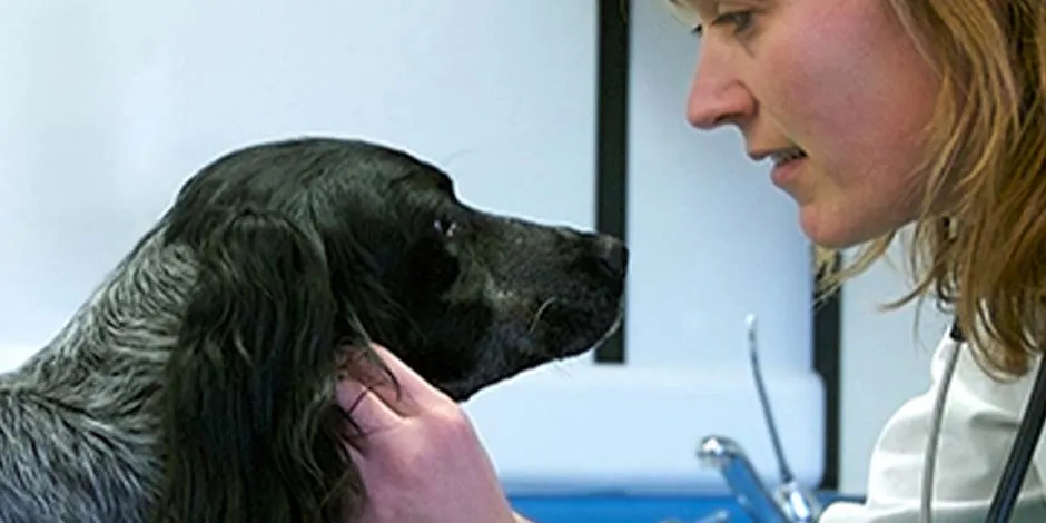 Cão de raça média com a sua veterinária, profissional que sabe como cortar as unhas de cachorro.