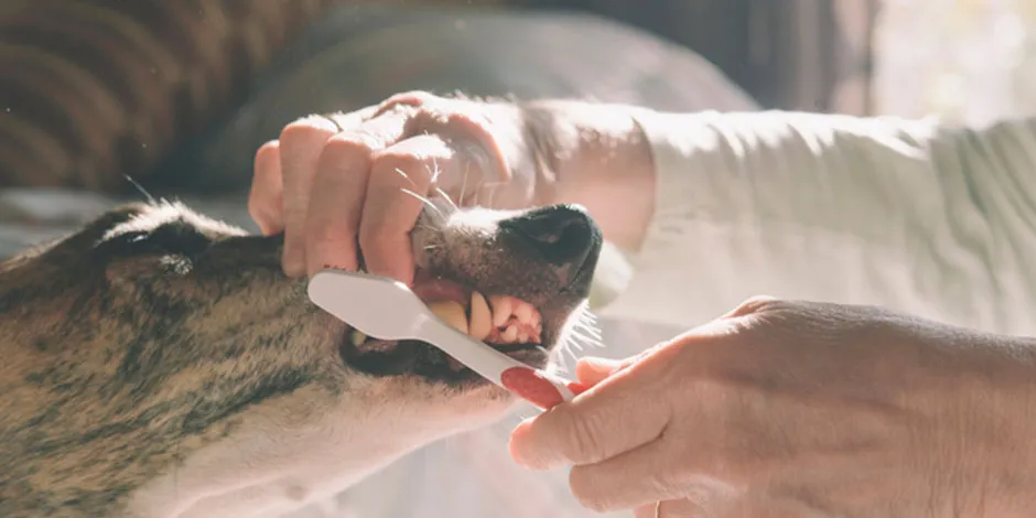 Para escovar os dentes do cachorro, não precisa de creme dental para humanos. Procure a certa.