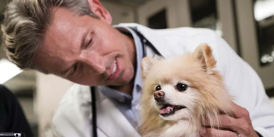 O veterinário irá te ensinar como escovar os dentes do cachorro, assim como com este Pomerania