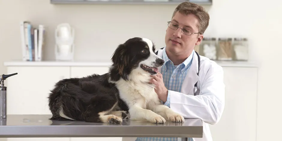 A consulta veterinária é fundamental para manter a saúde do seu pet.