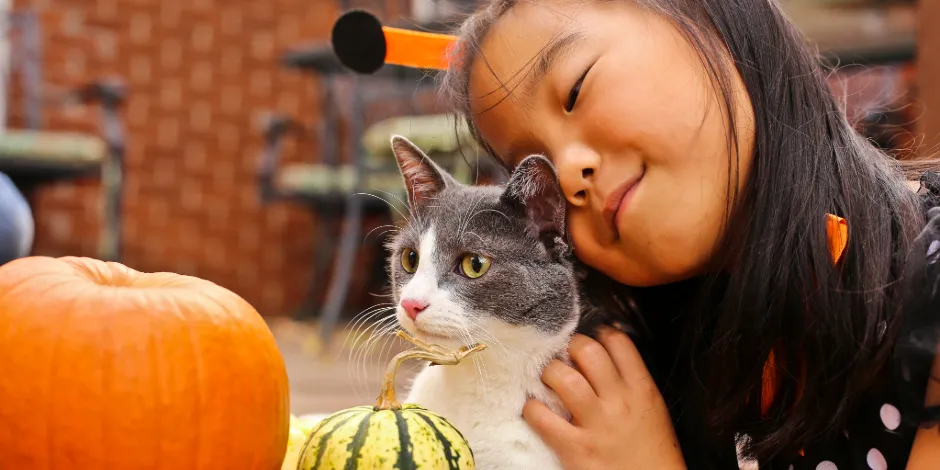 Garota abraçando seu gatinho branco com cinza, junto a umas abóboras de Halloween. Fantasias para gatos. 