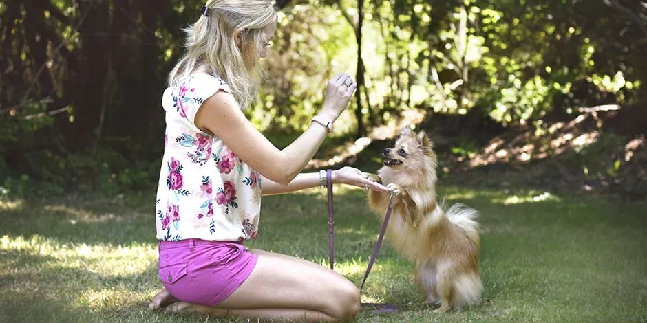 O que cachorro não pode comer? Dona adestrando seu cachorro com petiscos