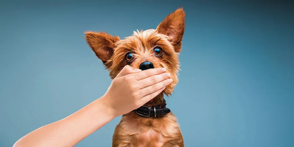 O que cachorro não pode comer? Um Yorkshire Terrier com o focinho coberto pela mão da sua don