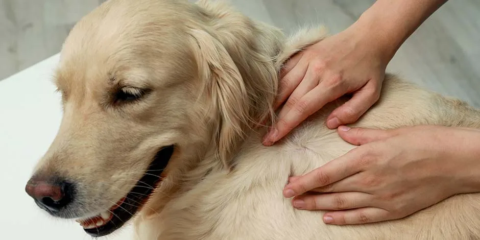 Mãos separando a pelagem de um golden retriever adulto, cor bege, para usar a pipeta antipulgas para cachorros.   