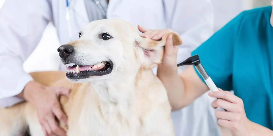 Veterinária avaliando um cão adulto cor bege, para verificar a necessidade de usar pipetas antipulgas para cachorros.   