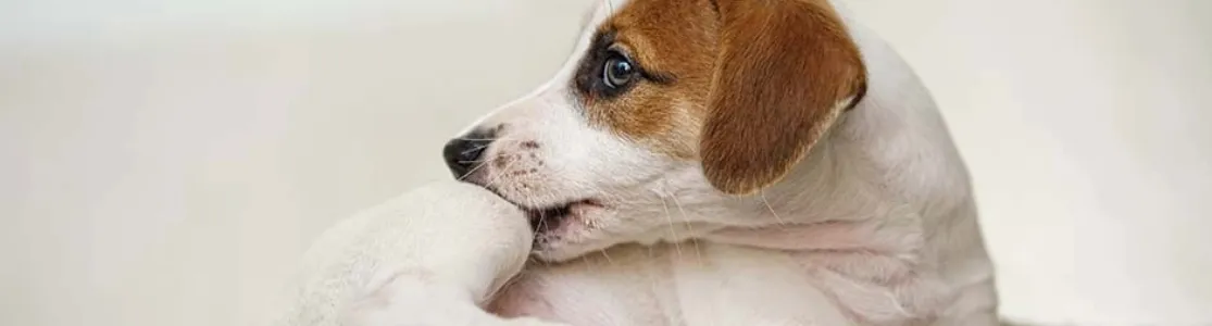 Filhote de Jack Russell cor branca com marrom mordendo sua patinha procurando pulgas antes da aplicação de pipetas antipulgas para cachorros.   