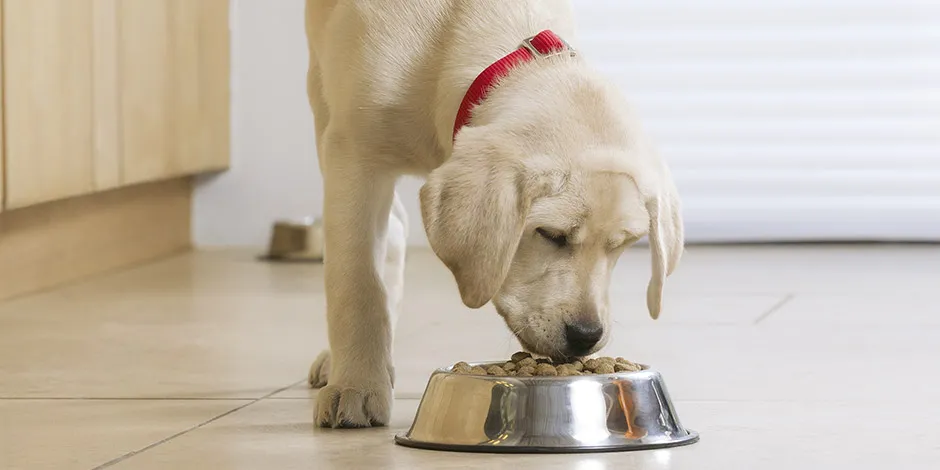 Saber quantas vezes o cachorro deve comer por dia ajudará na sua nutrição