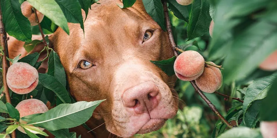 Cachorro olhando uns pêssegos numa árvore.