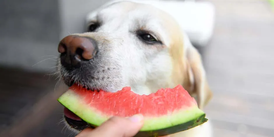 Cachorro branco lambendo um pedaço de melancia, com fundo de vegetação.