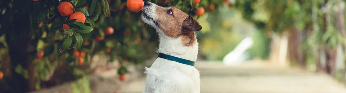 Cachorro de Weimar cor marrom deitado no chão com uma banana na boca