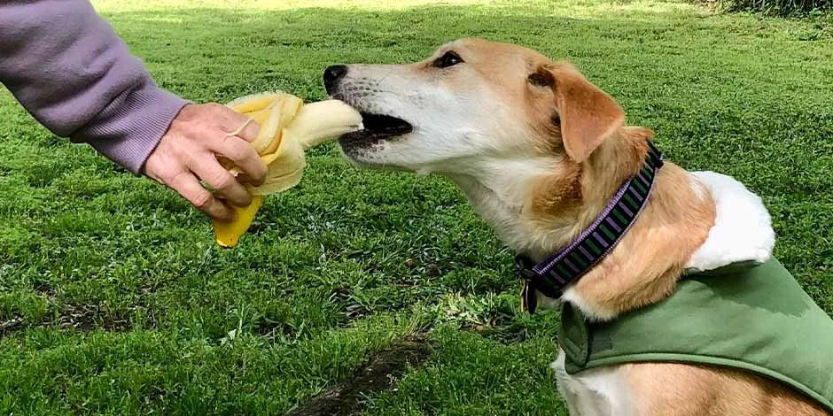 cachorro vestindo colete verde, comendo uma banana na mão do seu humano, em um parque. 