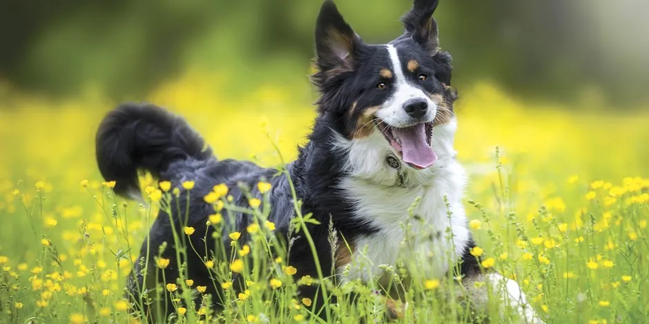 Pet com sinais de queda de pelo em cachorros, sentado em um sofá.