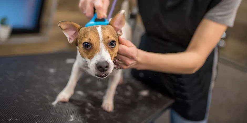 Com o escovado constante, a profissional ajuda ao pet a evitar a queda de pelo em cachorros.