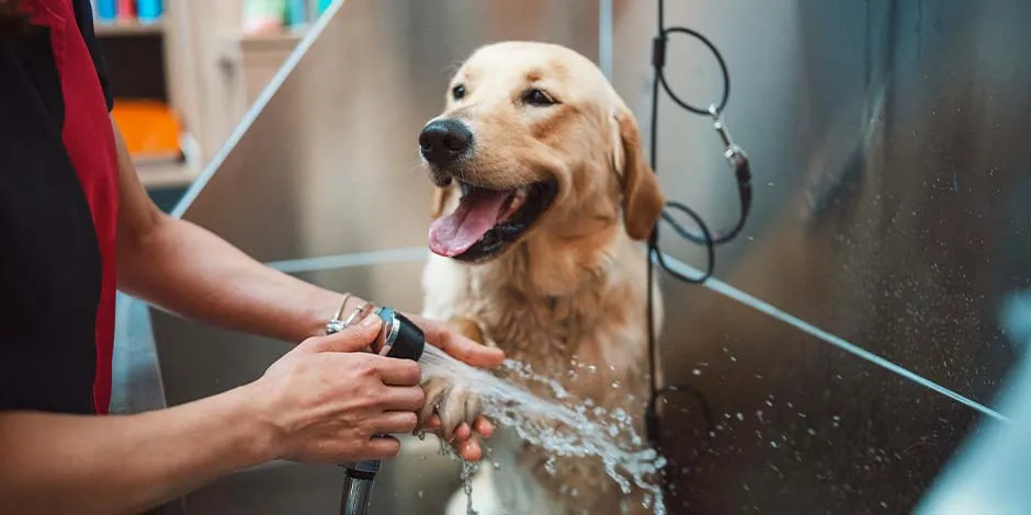 Golden sorridente recebendo um banho de um profissional, com o intuito de prevenir a queda de pelo em cachorros