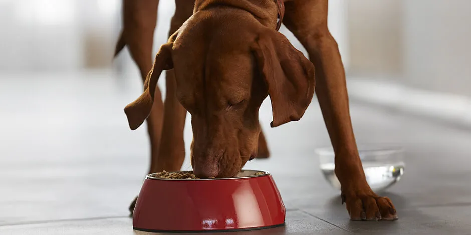 Este can recebe uma alimentação apropriada, isso ajudará a prevenir a queda de pelo em cachorros