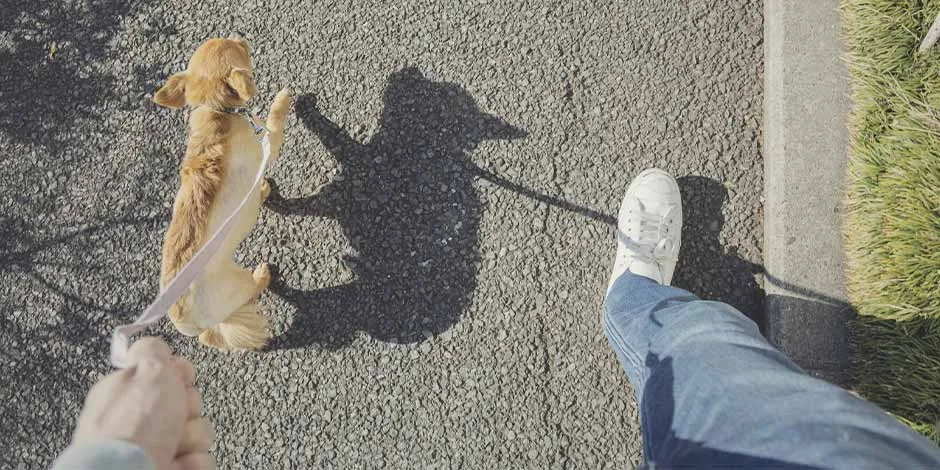 Um passeio em um dia ensolarado. Relaxa e ajuda a prevenir a queda de pelo em cachorros