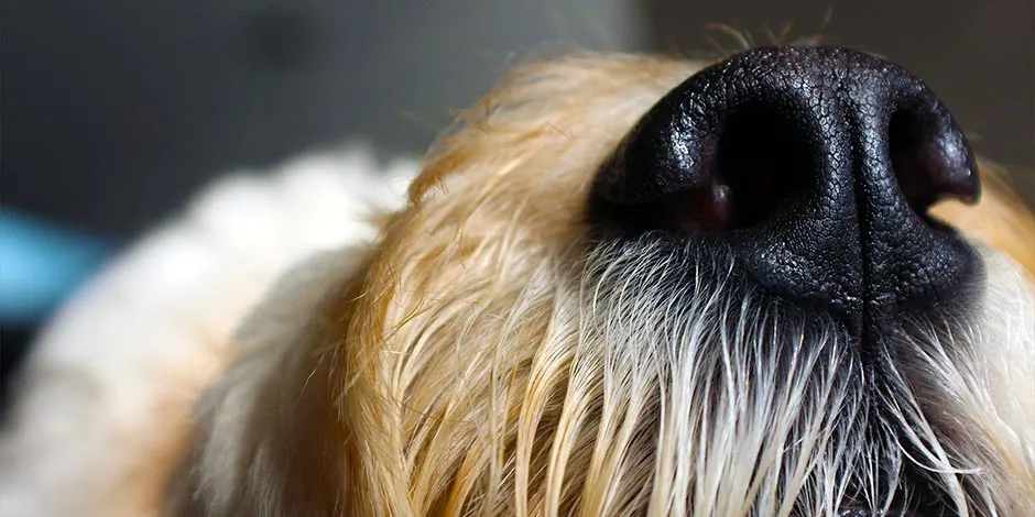 Cachorro fofinho mostrando os seus bigodes. Descobre como evitar a queda de pelo em cachorros.