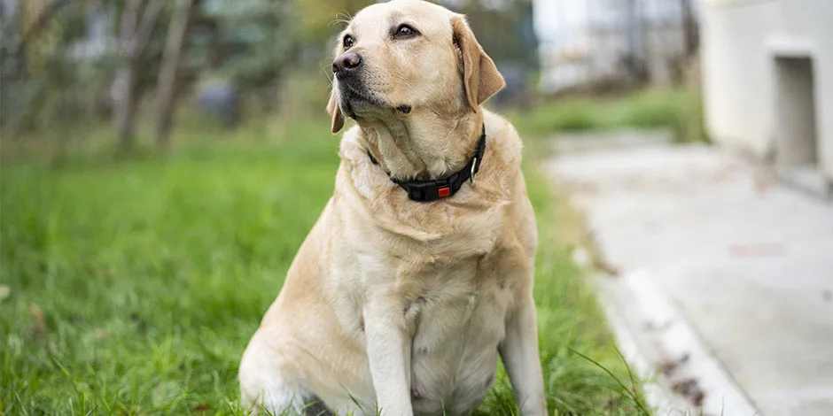 Cadela gestante labrador. Ração para cadela gestante que irá oferecer os nutrientes necessários