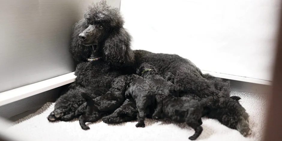 Cadela Poodle com filhotes. Ração para cadela gestante que irá oferecer os nutrientes necessários